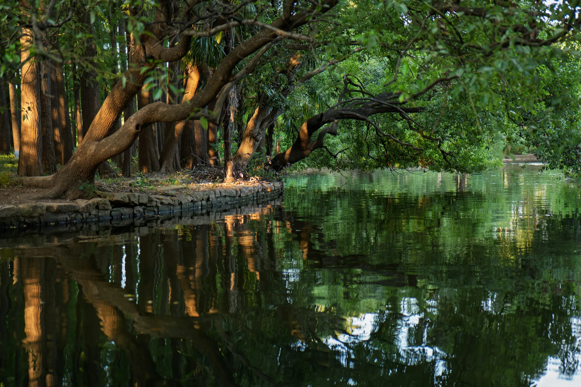 Sunlit trees reflected in a calm lake