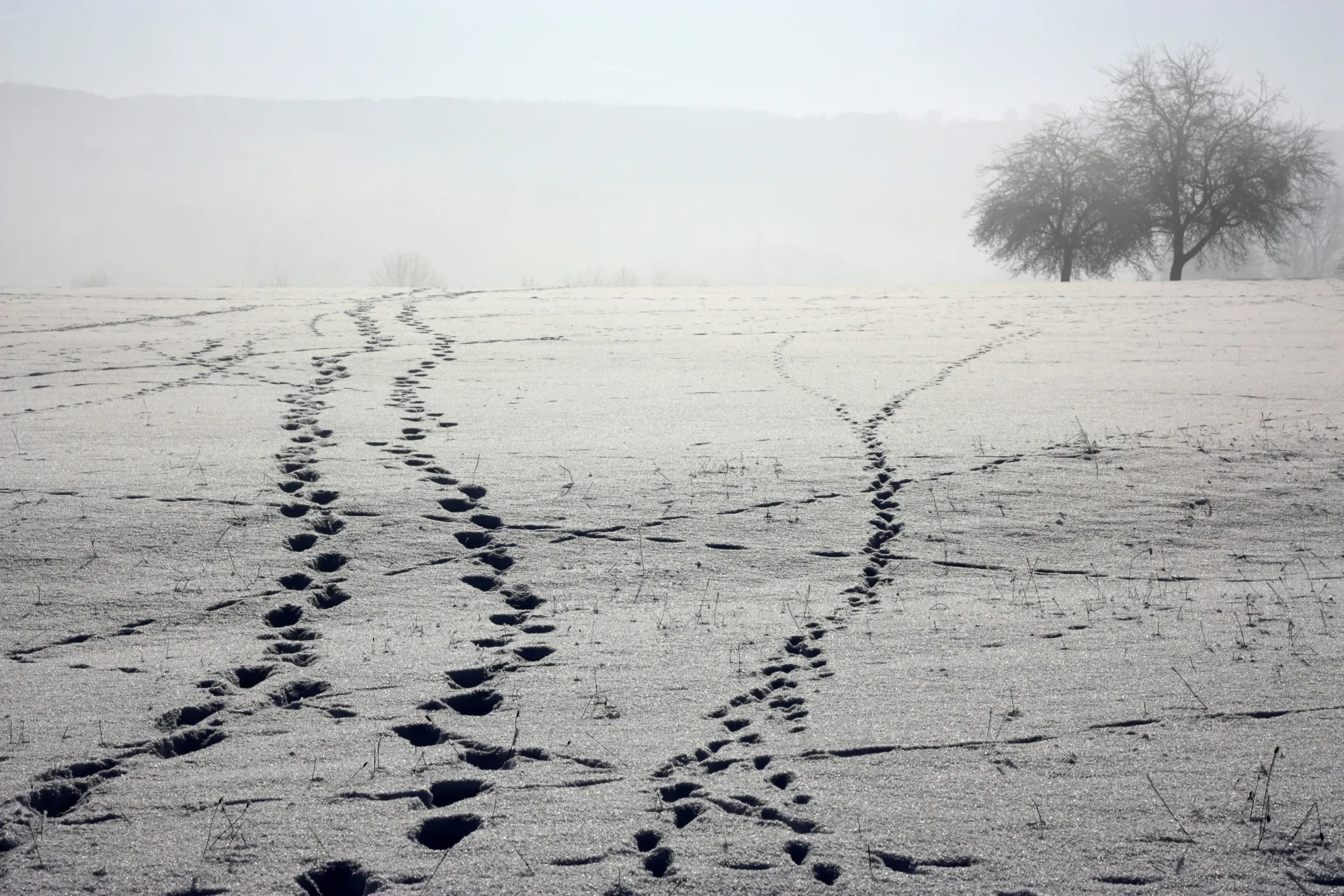 A single set of footprints crossing an otherwise untouched field of snow