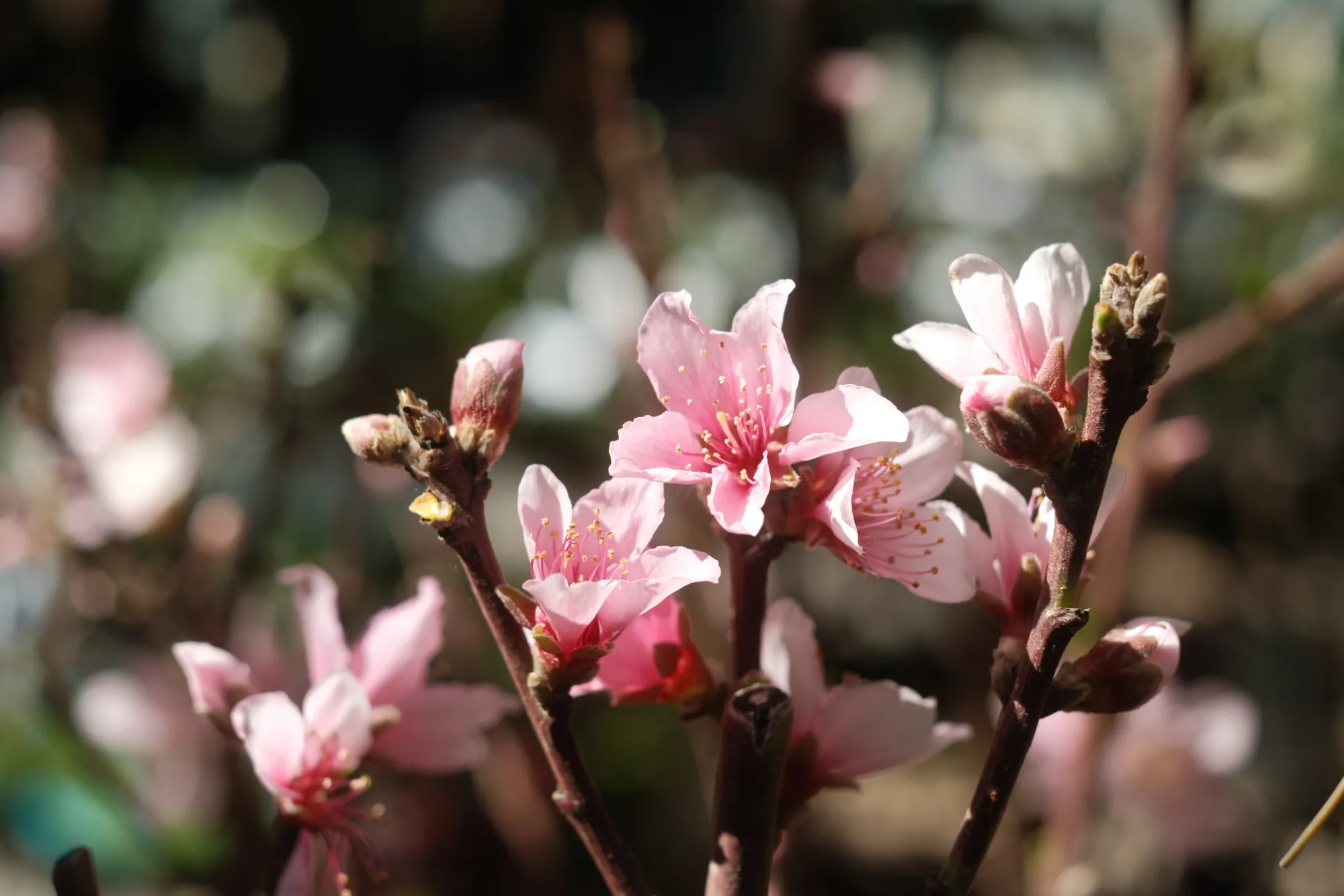 Pink peach blossoms in close-up against a soft bokeh background